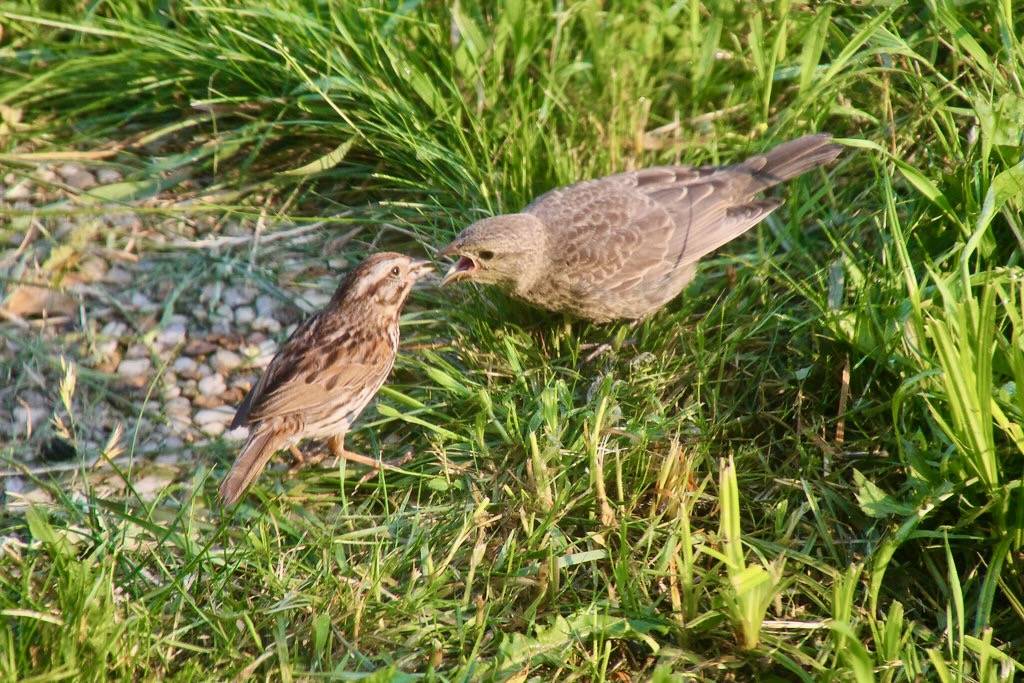 24/365/2580 (July 5, 2015) - Song Sparrow and the Juvenile Cowbird - July 5, 2015 by cseeman is licensed under CC BY-NC-SA 2.0.